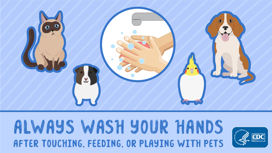 10 Pet Hygiene Tips To Follow